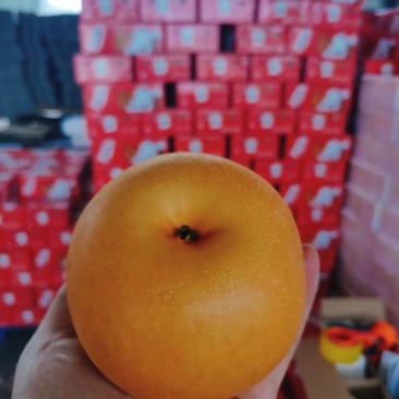 秋月梨