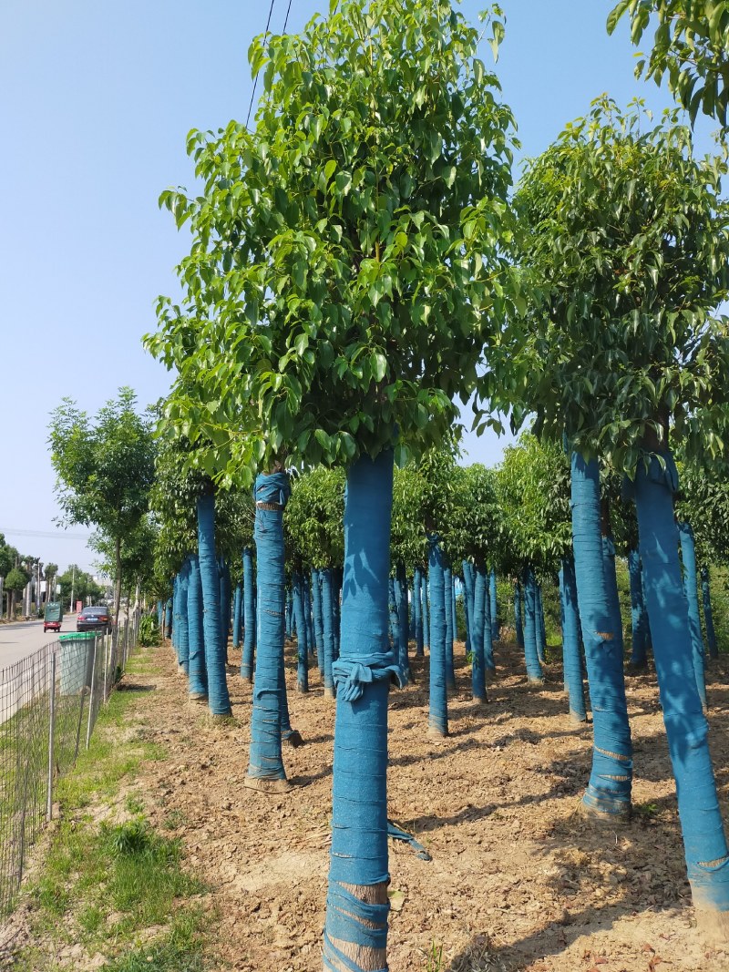 香樟，河南香樟基地直销，移植香樟成活率高，河南潢川香樟基
