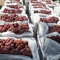 新疆红提葡萄，冷库直销，一手货源，量大从优！