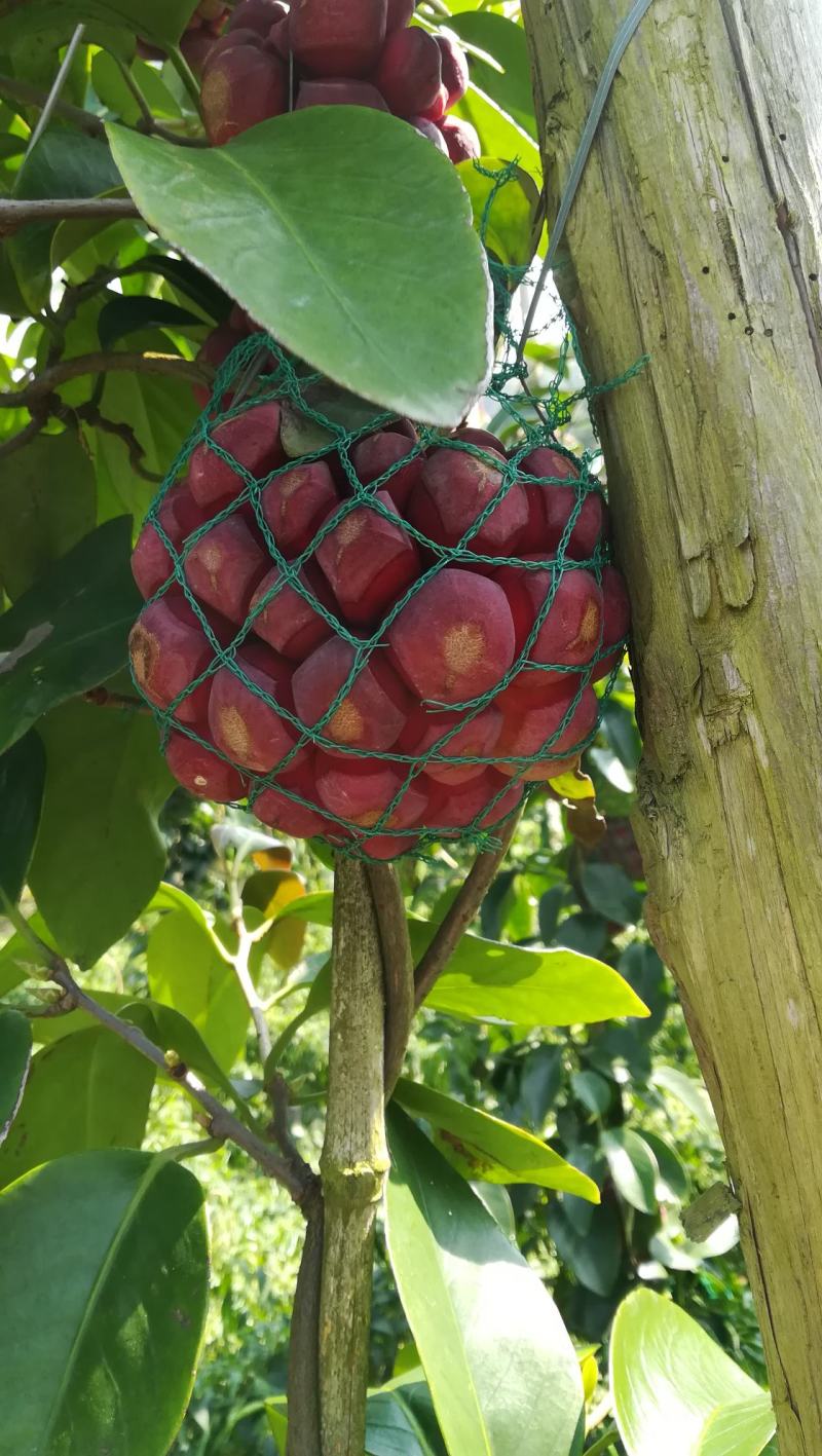 布福娜