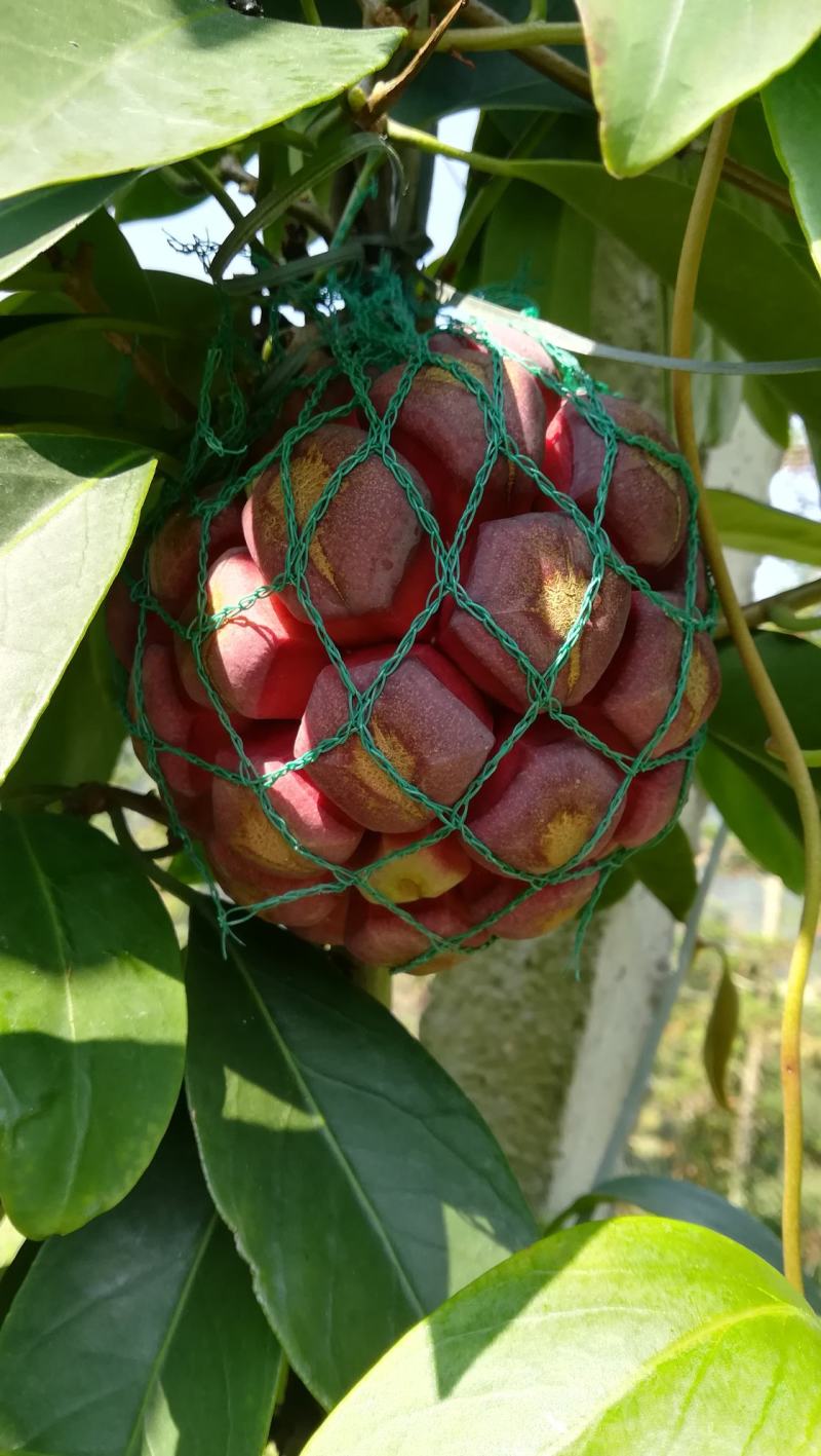 布福娜