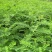 紫穗槐种子发芽率高实体经营质量保证全国发货