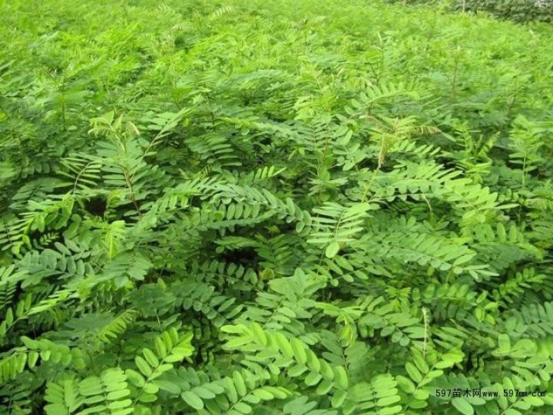 紫穗槐种子发芽率高实体经营质量保证全国发货