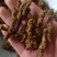 黄连单枝黄连个片中药材批发黄连质量保证量大从优