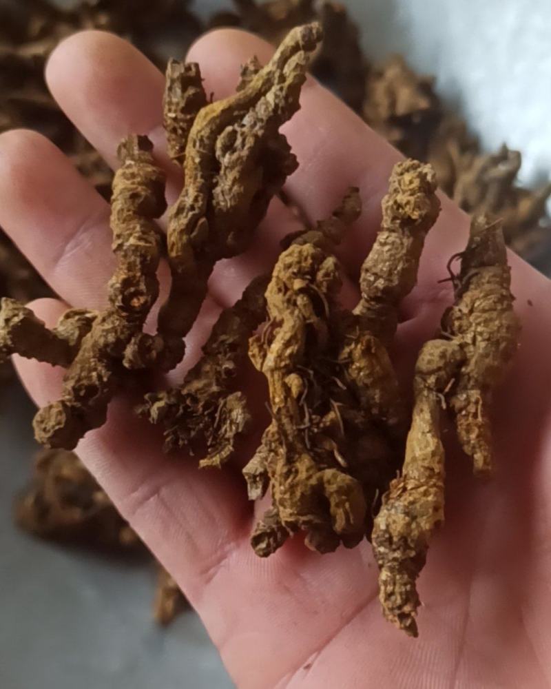 黄连单枝黄连个片中药材批发黄连质量保证量大从优