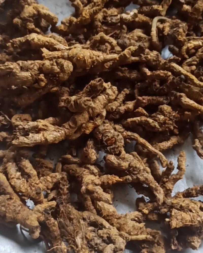 黄连单枝黄连个片中药材批发黄连质量保证量大从优