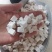 茯苓茯苓块过筛无沫