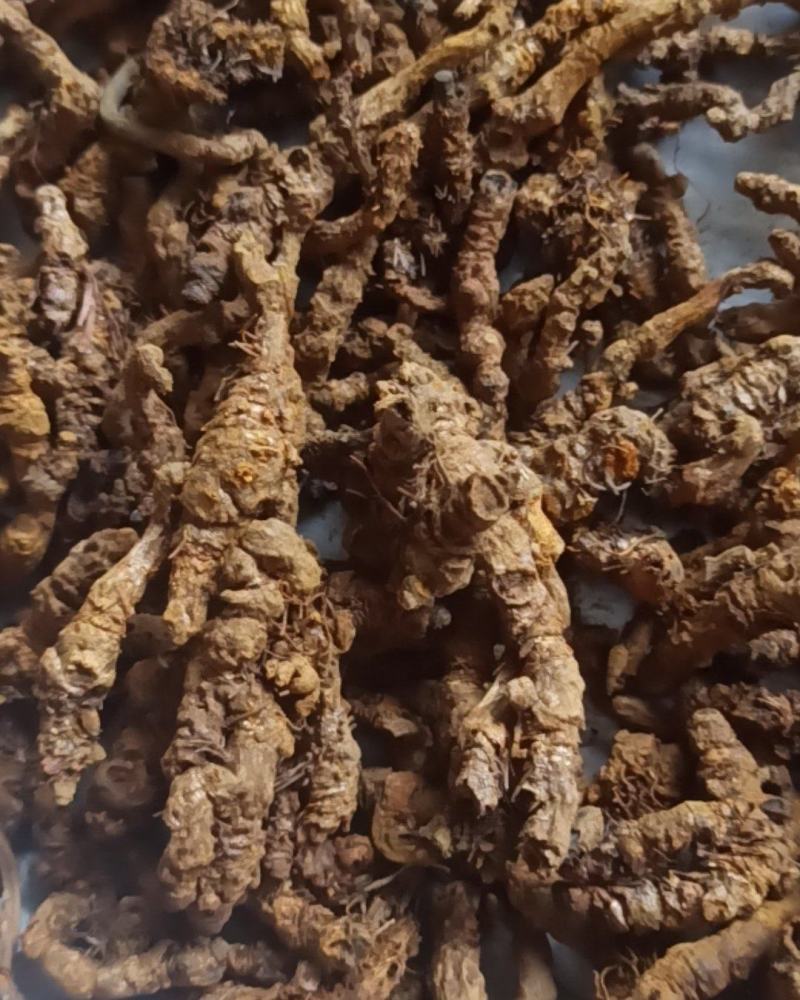 黄连单枝黄连个片中药材批发黄连质量保证量大从优