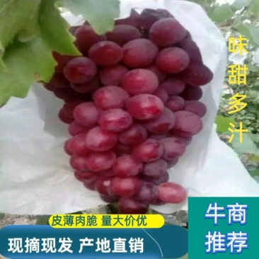 防雨棚《精品红提葡萄》颗粒大，果粉好、全红、货源充足。