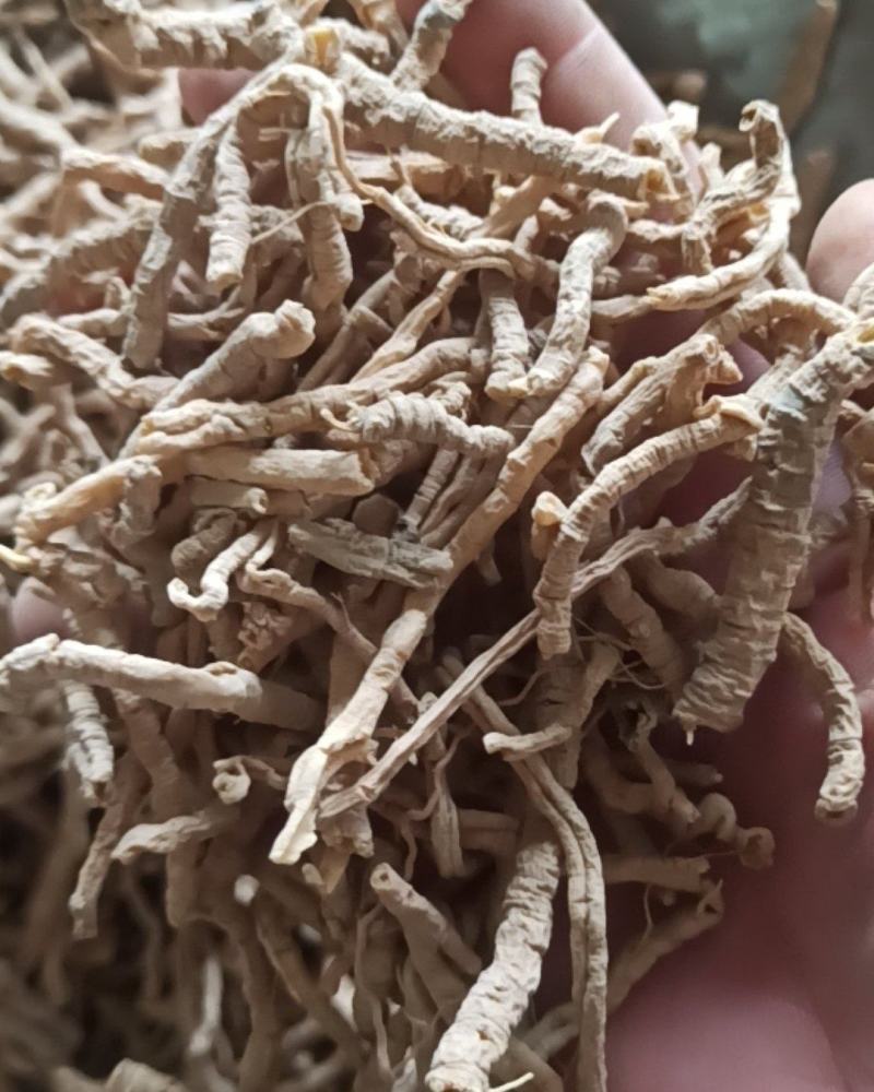 远志远志肉各种规格中药材批发远志产地直销