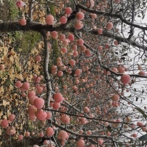 陕西红富士苹果纸加膜口感好大量上市