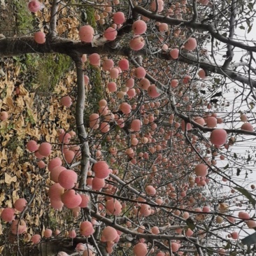 陕西红富士苹果纸加膜口感好大量上市
