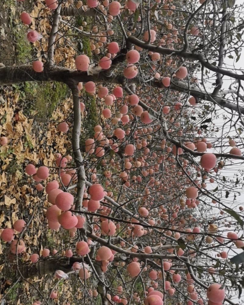 陕西红富士苹果纸加膜口感好大量上市
