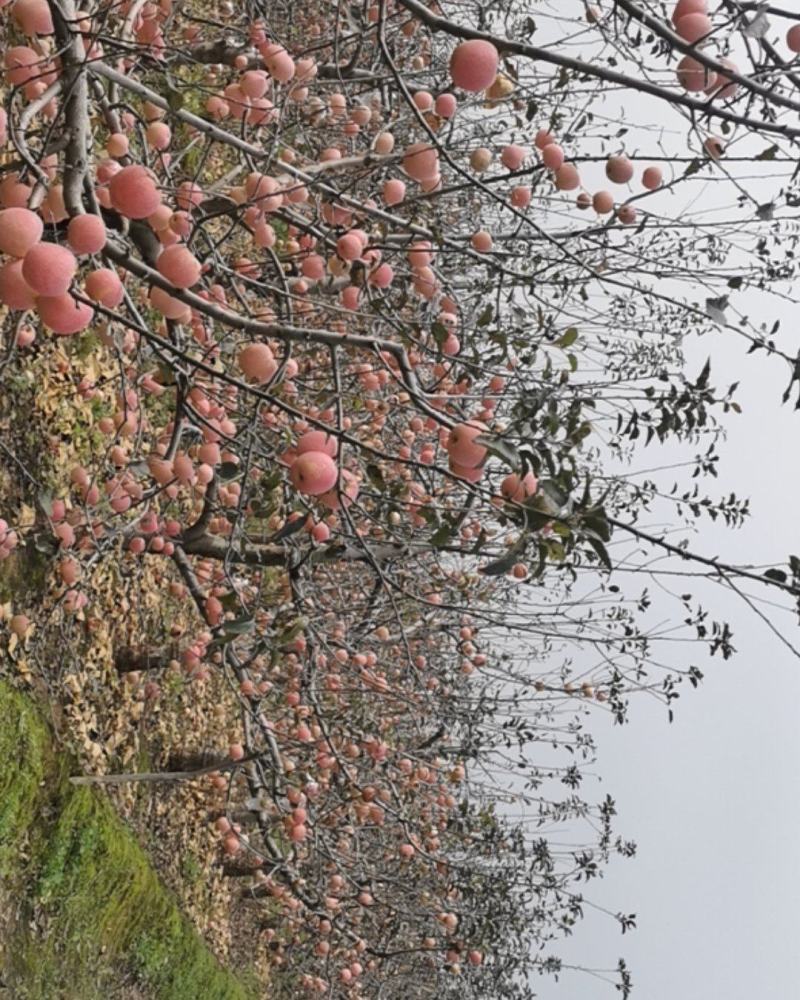 陕西红富士苹果纸加膜口感好大量上市