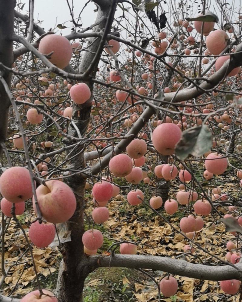 陕西红富士苹果纸加膜口感好大量上市