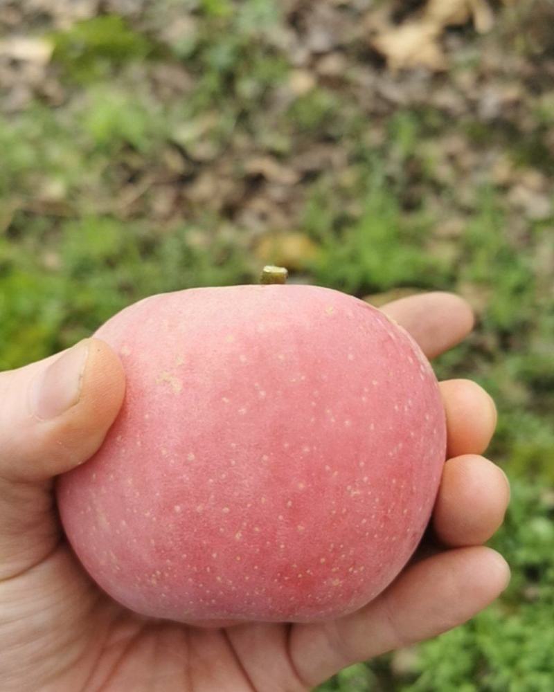 陕西红富士苹果纸加膜口感好大量上市