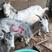 鲁西南独有品种，青山羊，为多胎多羔，耐粗食，好饲养。