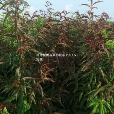 红叶碧桃苗