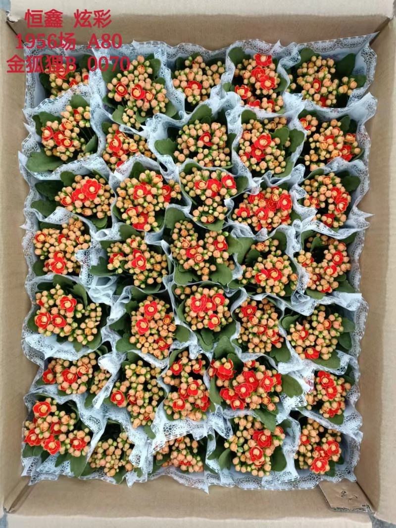 长寿花基地直供80规格混色35盆装花苞多花期长