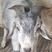 鲁西南独有品种，青山羊，为多胎多羔，耐粗食，好饲养，肉质