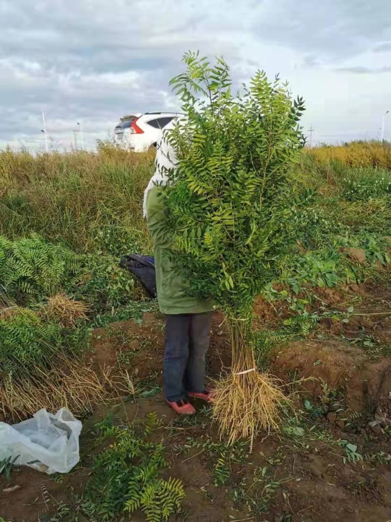 大量出售文冠果苗