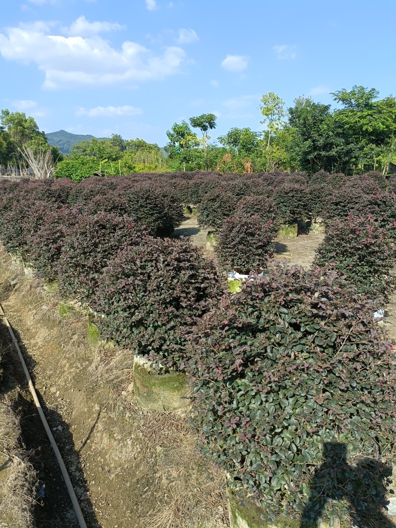 红继木球60高60冠幅80高80冠多种规格大量经营欢迎订