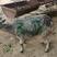 山东鲁西南独有品种，青山羊，为多胎多羔品种，耐粗食，