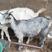 山东鲁西南独有品种，青山羊，为多胎多羔品种，耐粗食，