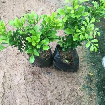 米兰7斤袋10斤袋白布袋球型大量经营欢迎订购联系我