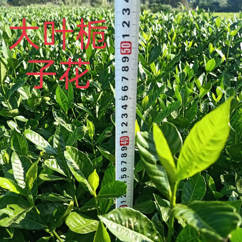 栀子花