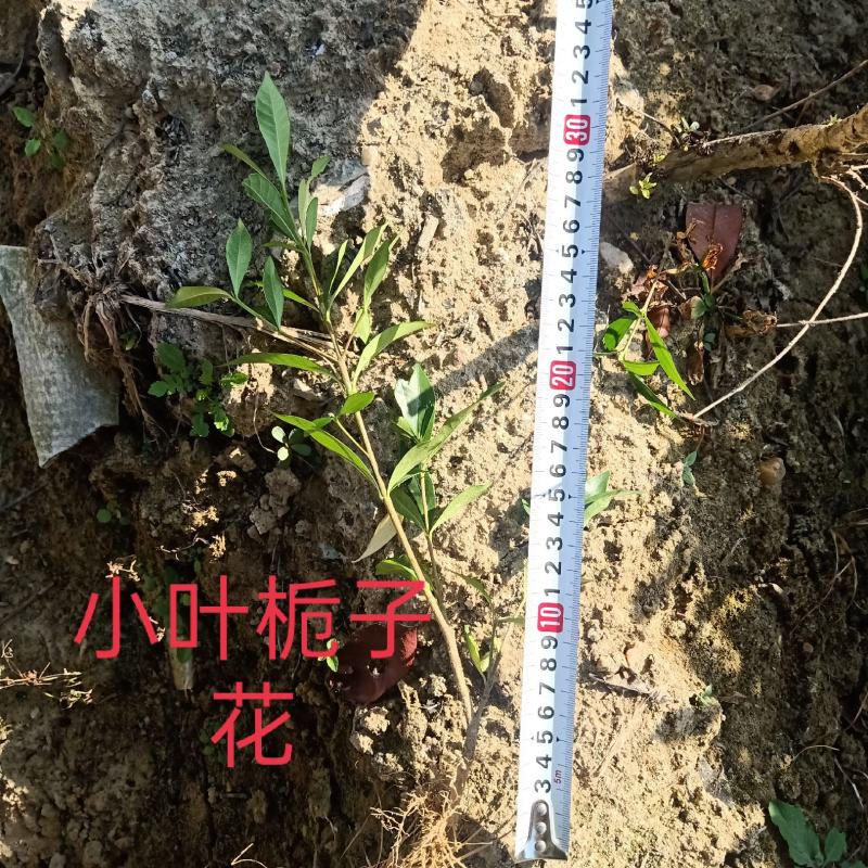 栀子花