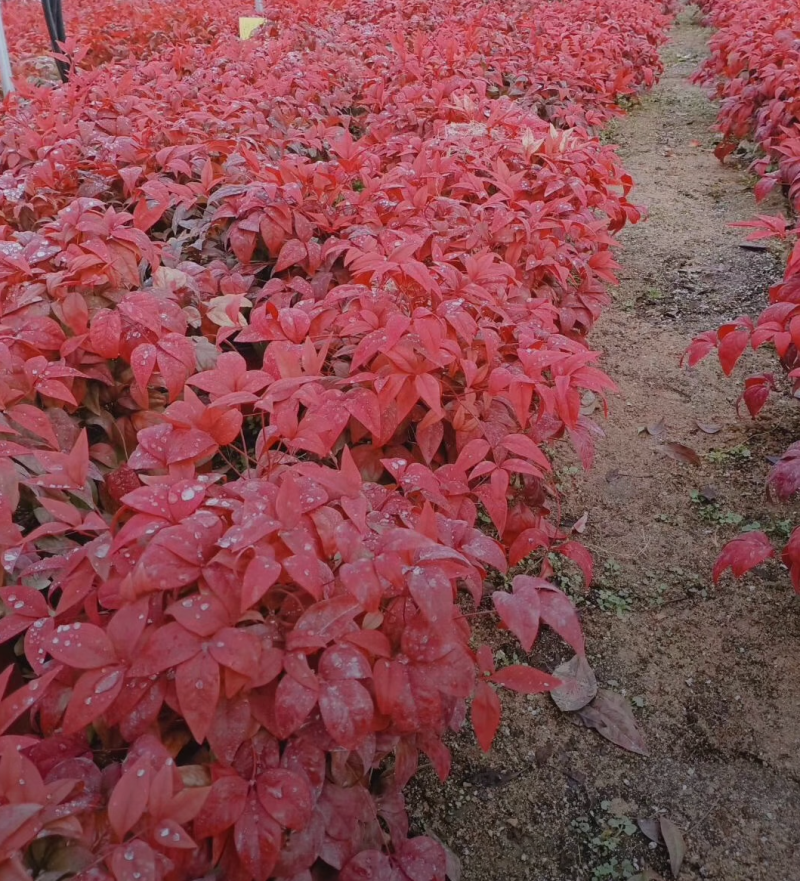 火焰南天竹，质量好，颗型大，大杯货，老苗质量好