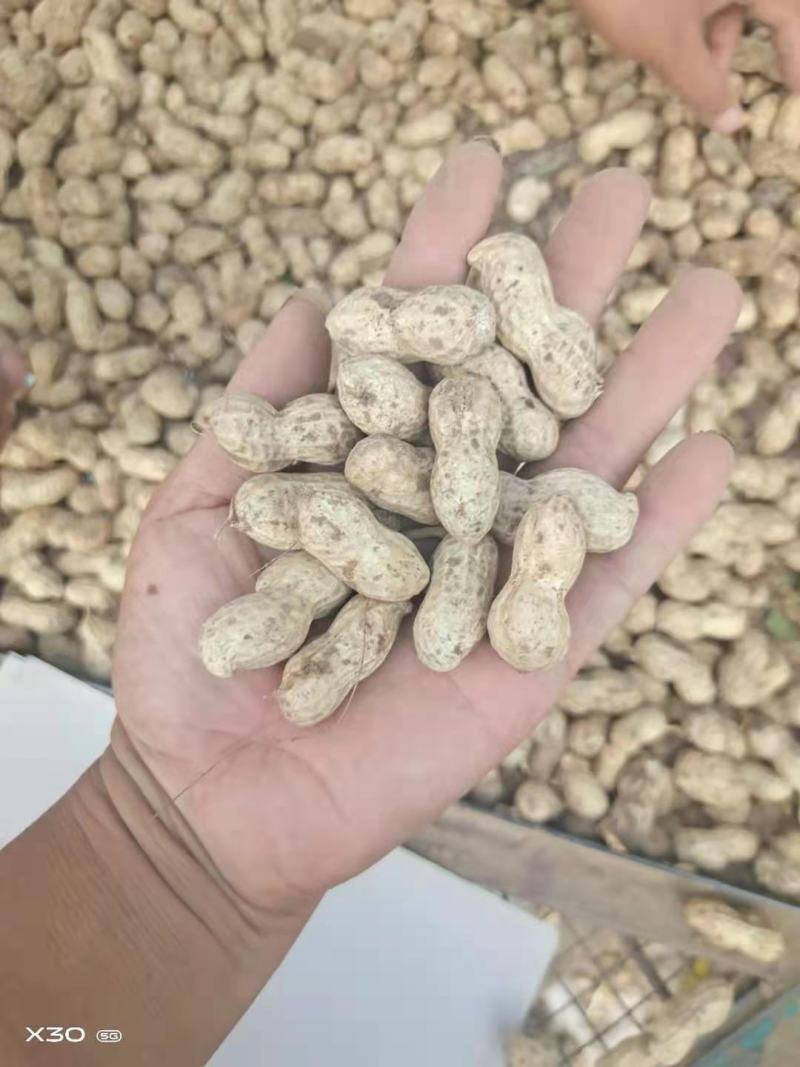 基地精品湿花生，带壳鲜花生，电商超市市场，加工厂保证质量