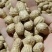基地精品湿花生，带壳鲜花生，电商超市市场，加工厂保证质量