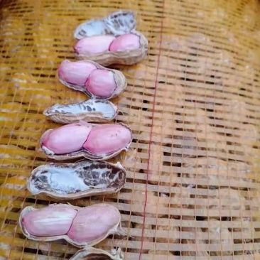 基地精品湿花生，带壳鲜花生，电商超市市场，加工厂保证质量