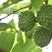 凤梨释迦果，产自阳光的攀枝花市，米易，纯甜细腻乳白色果肉