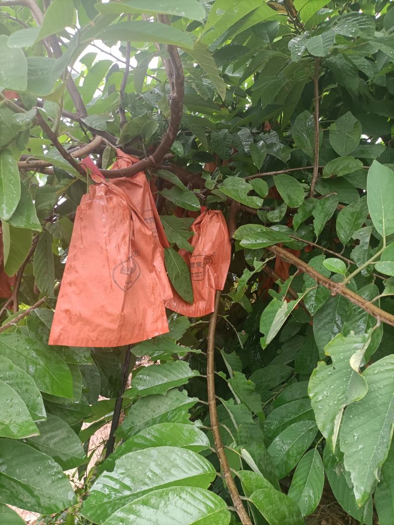 凤梨释迦果，产自阳光的攀枝花市，米易，纯甜细腻乳白色果肉