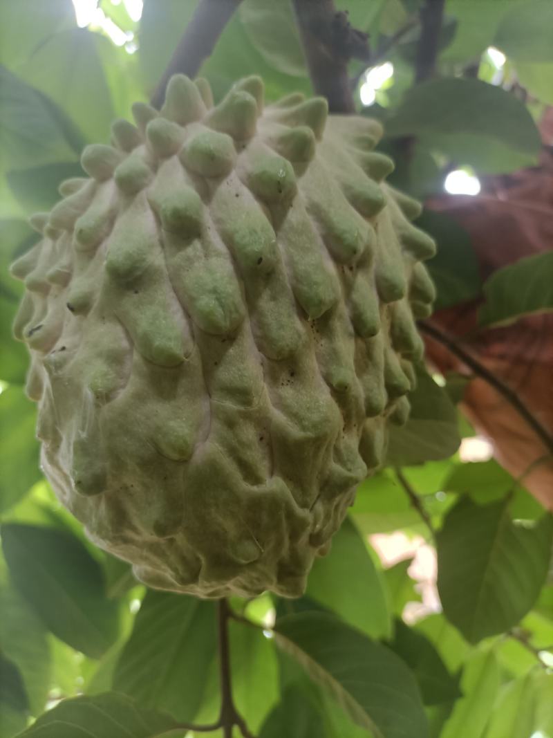 凤梨释迦果，产自阳光的攀枝花市，米易，纯甜细腻乳白色果肉