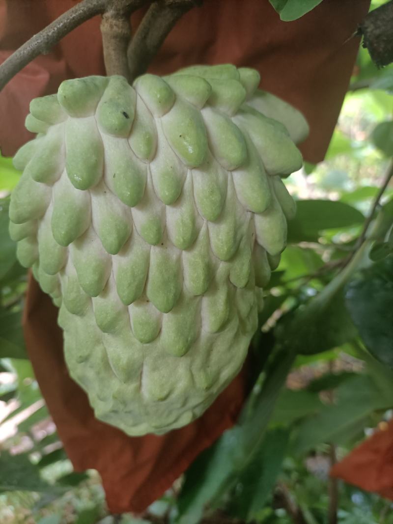 凤梨释迦果，产自阳光的攀枝花市，米易，纯甜细腻乳白色果肉