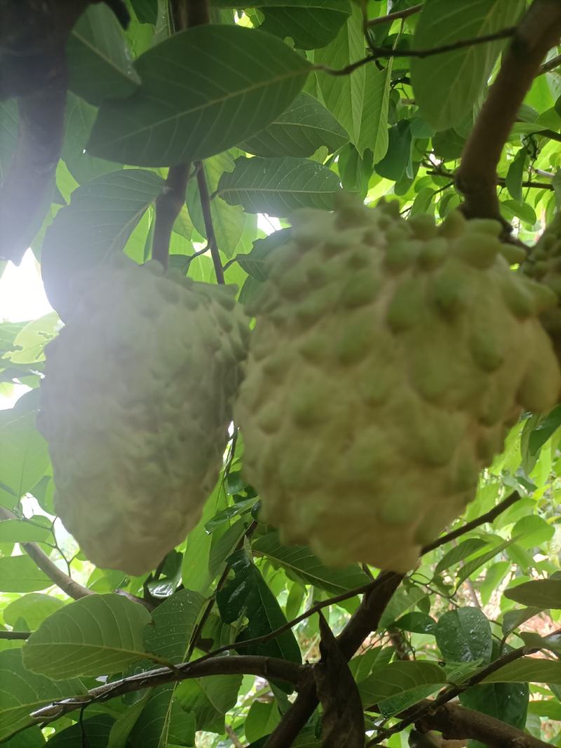 凤梨释迦果，产自阳光的攀枝花市，米易，纯甜细腻乳白色果肉
