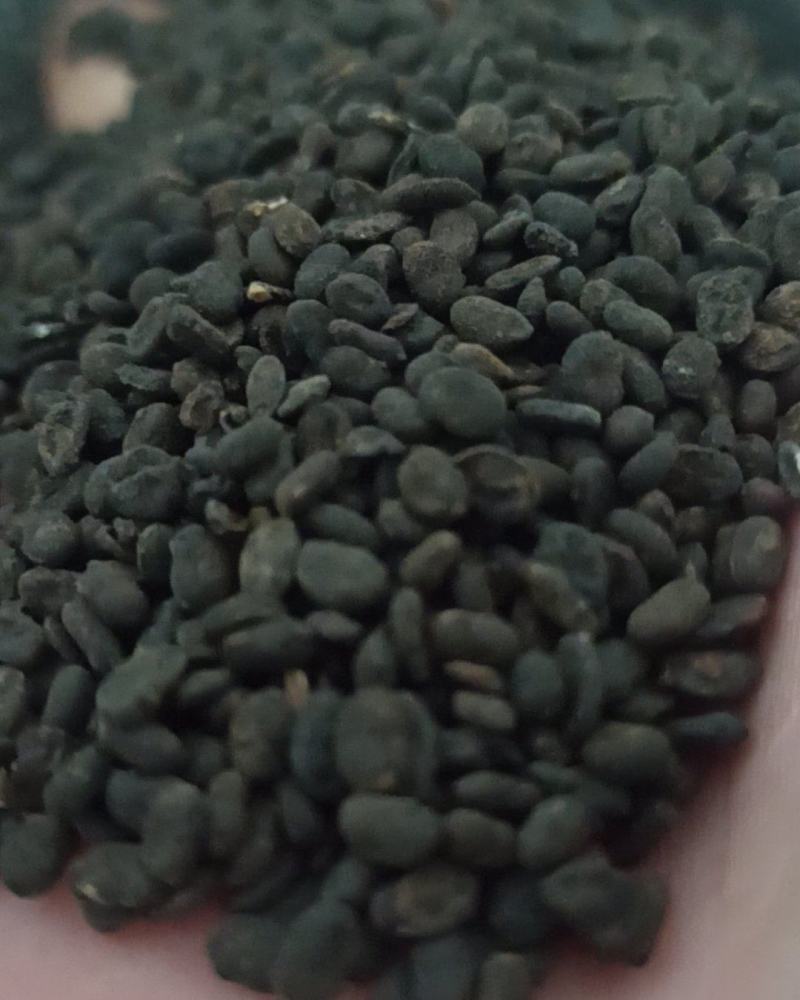 补骨脂颗粒饱满中药材批发补骨脂产地直销质量保证