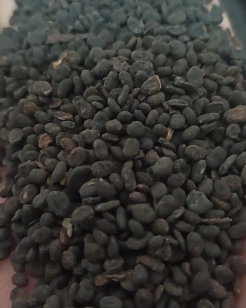 补骨脂颗粒饱满中药材批发补骨脂产地直销质量保证