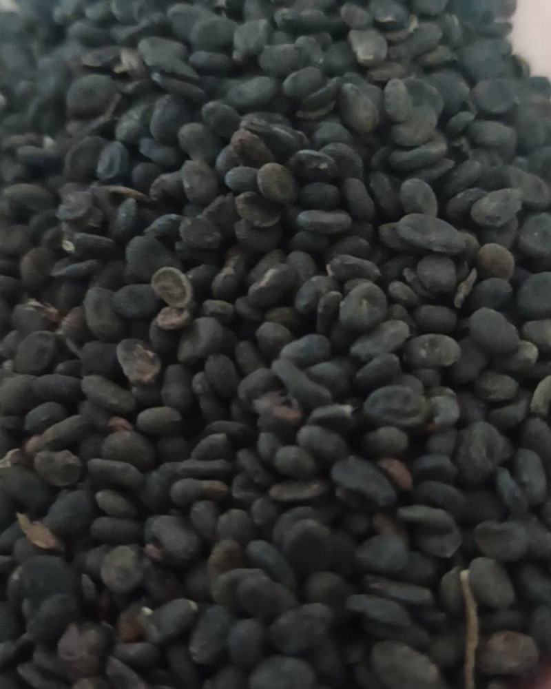 补骨脂颗粒饱满中药材批发补骨脂产地直销质量保证