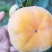 脆柿子