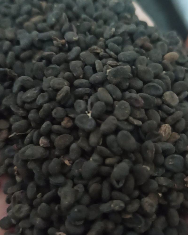 补骨脂颗粒饱满中药材批发补骨脂产地直销质量保证