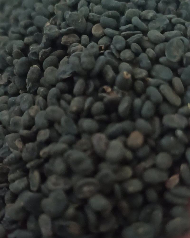 补骨脂颗粒饱满中药材批发补骨脂产地直销质量保证