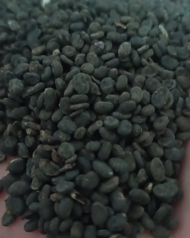 补骨脂颗粒饱满中药材批发补骨脂产地直销质量保证