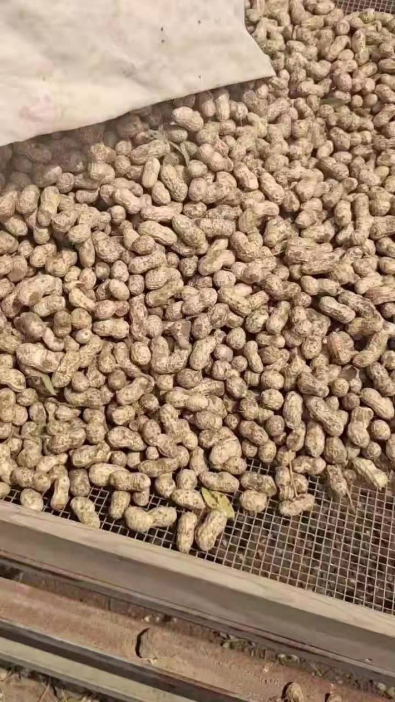 罗汉果鲜花生，小白沙大白沙湿花生，商超市场电商加工厂