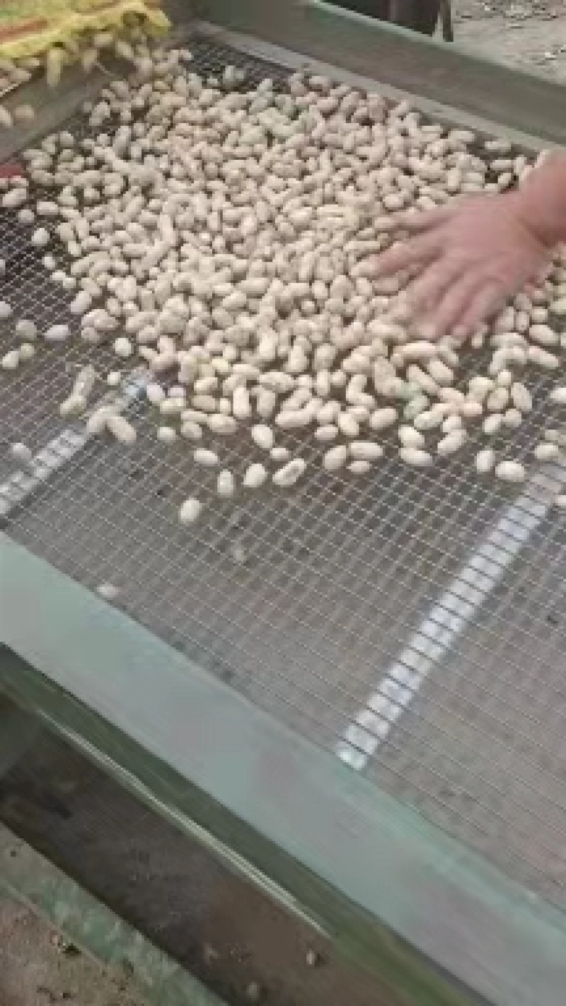 罗汉果鲜花生，小白沙大白沙湿花生，商超市场电商加工厂
