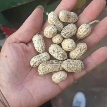罗汉果鲜花生，小白沙大白沙湿花生，商超市场电商加工厂
